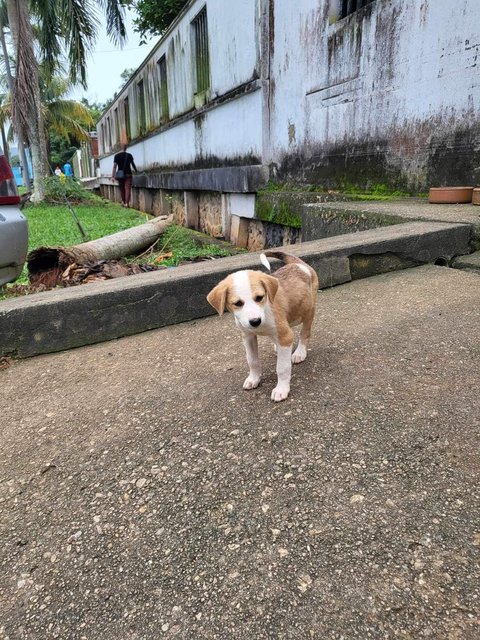 Mimi &amp; Lily (Female) 💜 - Mixed Breed Dog