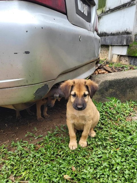 Mimi &amp; Lily (Female) 💜 - Mixed Breed Dog