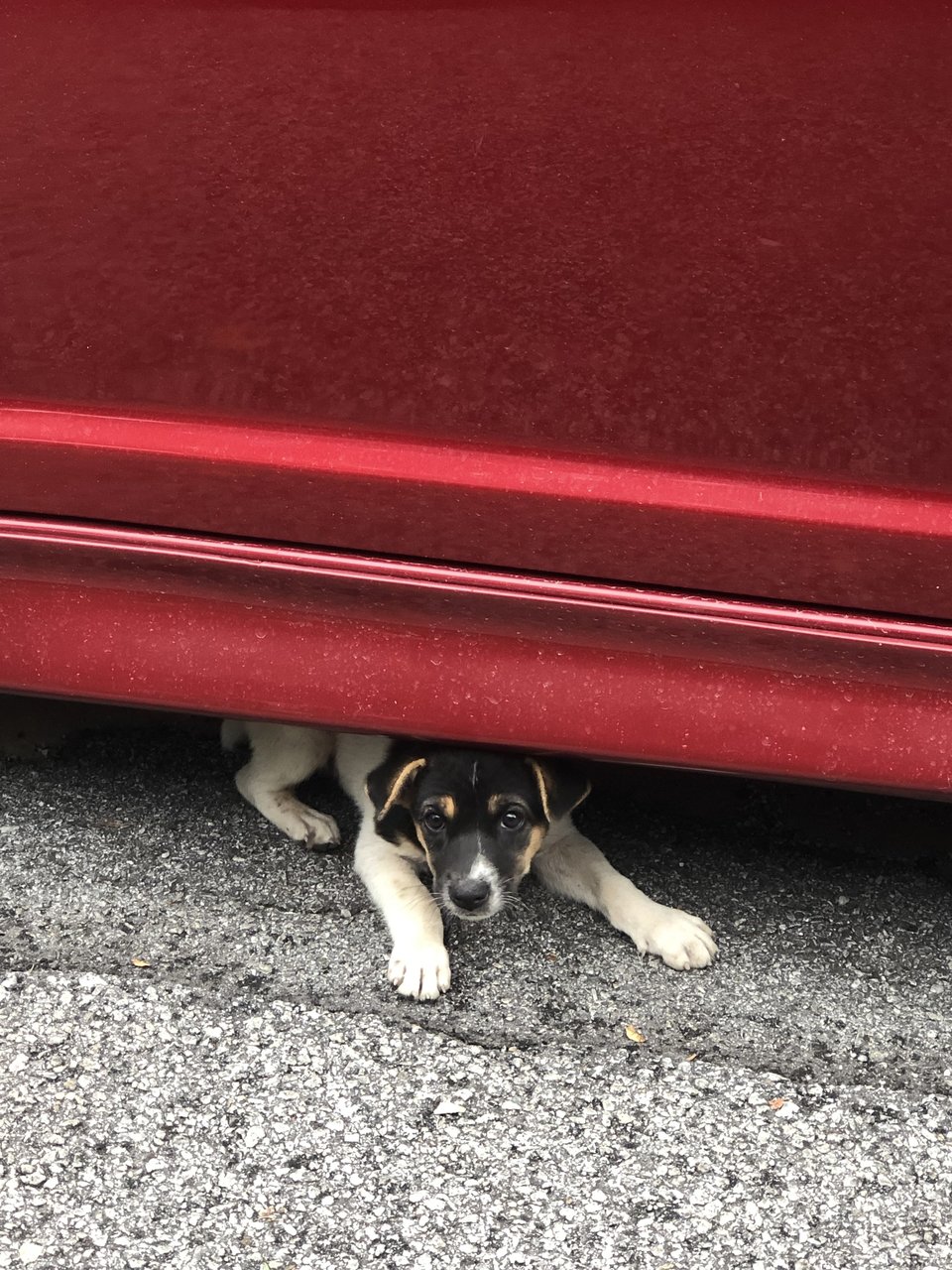 Whitey  - Mixed Breed Dog