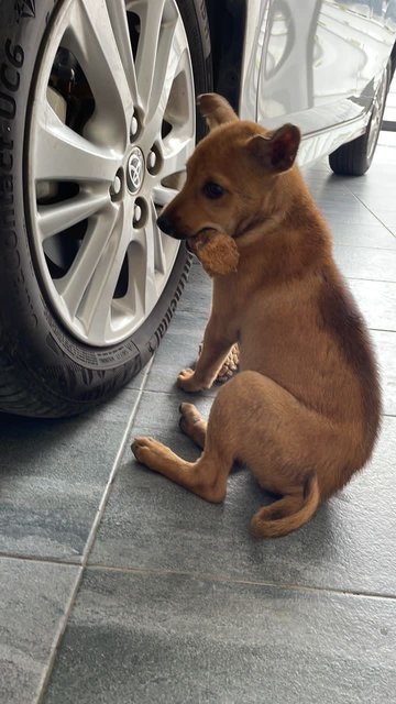 Nana - Mixed Breed Dog