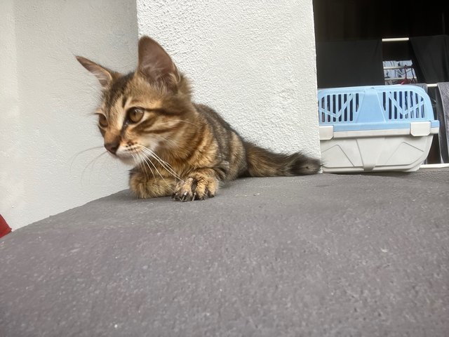 Stray - Domestic Long Hair Cat