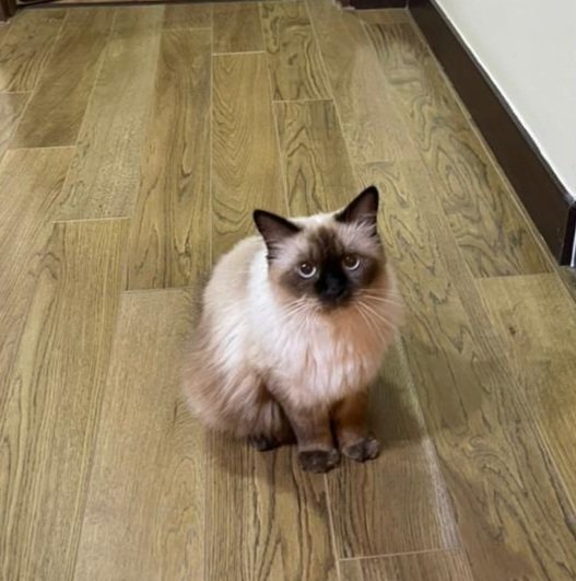 Eva  - Ragdoll Cat