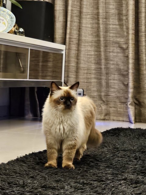 Eva  - Ragdoll Cat