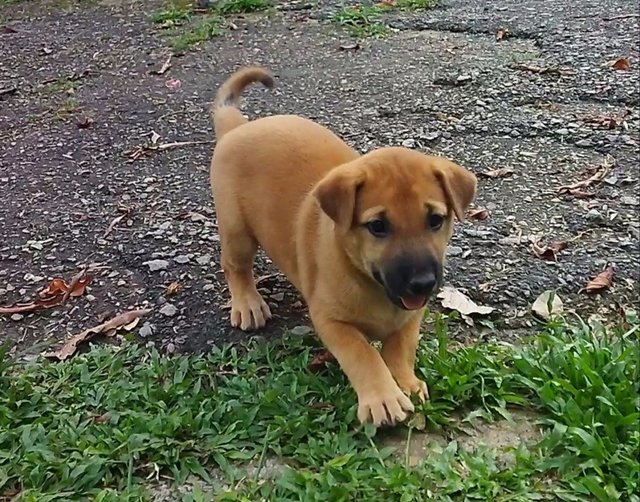 Mama Dog And Puppies - Mixed Breed Dog