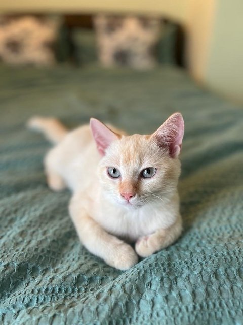 Skye - Domestic Medium Hair + Turkish Van Cat