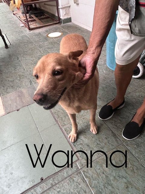 Wanna &amp; Daffy - Mixed Breed Dog