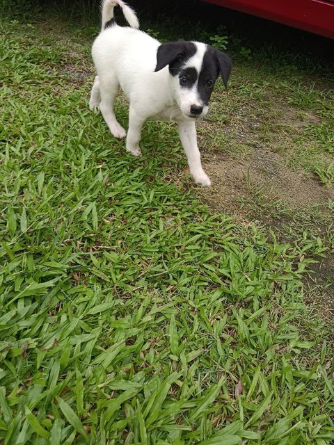 Lucky - Mixed Breed Dog