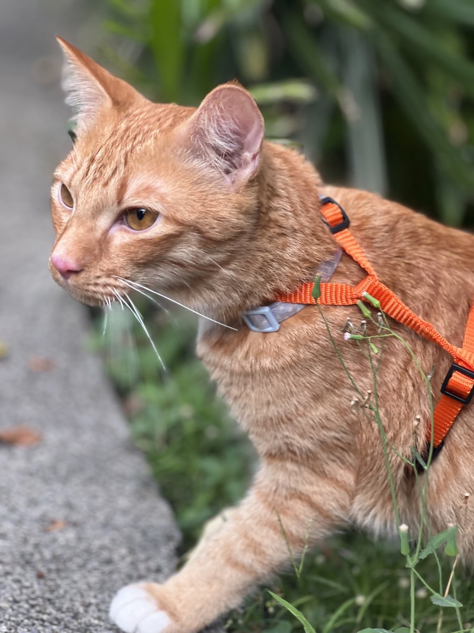 Belo - Domestic Medium Hair + Domestic Short Hair Cat