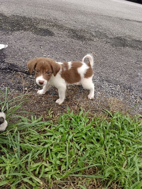 Bruno - Mixed Breed Dog