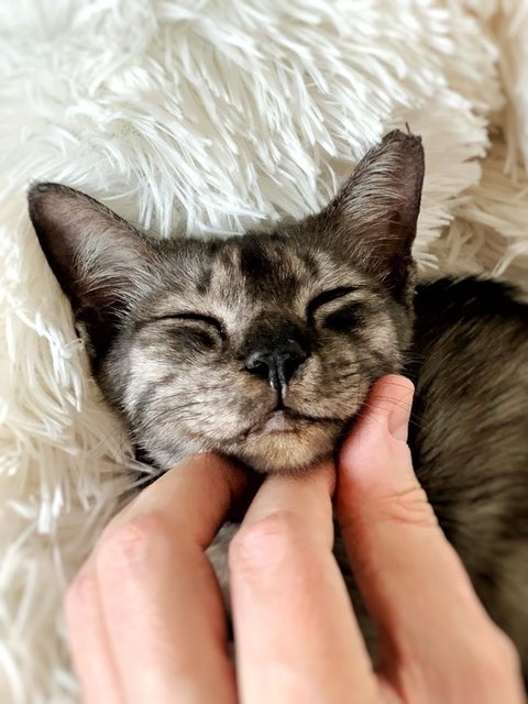 Smokey - Domestic Medium Hair Cat