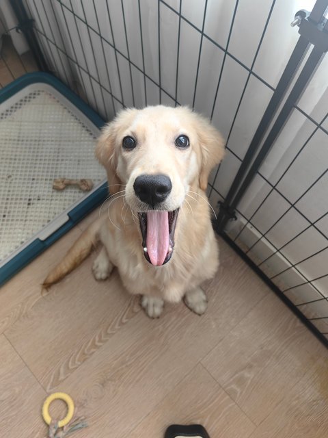 Boby - Golden Retriever Dog