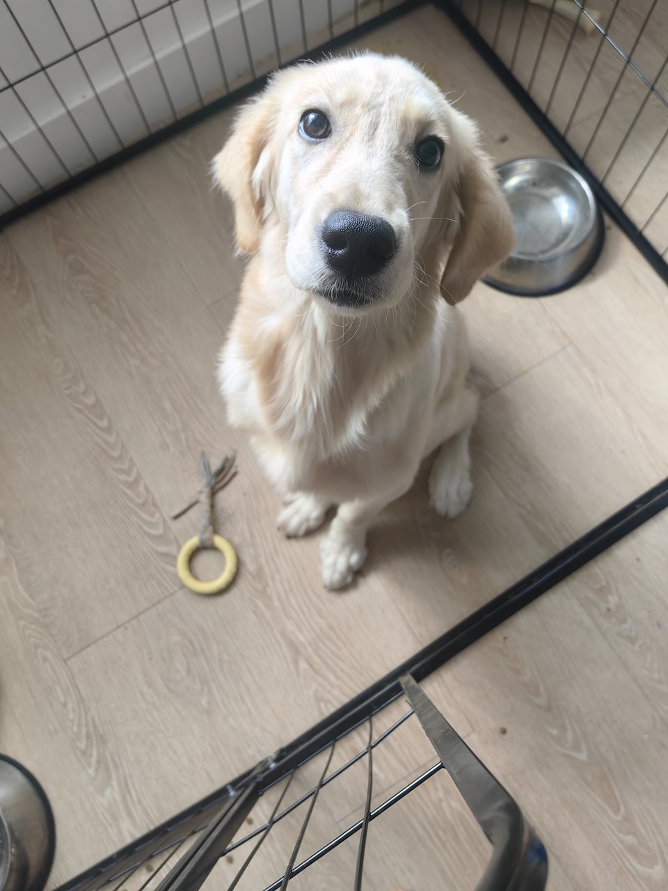 Boby - Golden Retriever Dog