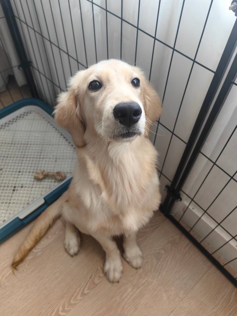 Boby - Golden Retriever Dog