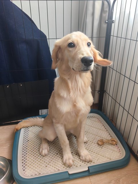 Boby - Golden Retriever Dog