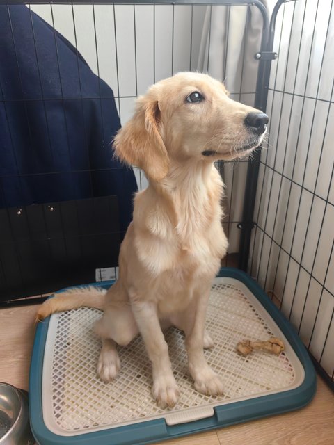 Boby - Golden Retriever Dog