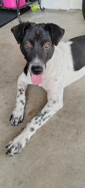 Boyboy - Mixed Breed Dog