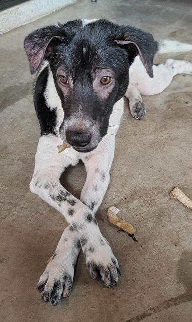 Boyboy - Mixed Breed Dog