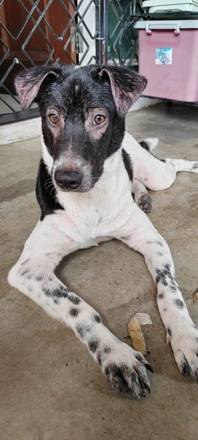 Boyboy - Mixed Breed Dog