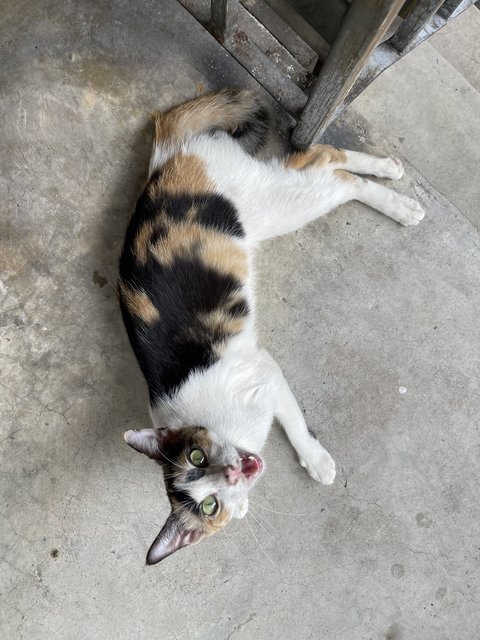 Petite Calico Mom - Calico + Domestic Short Hair Cat