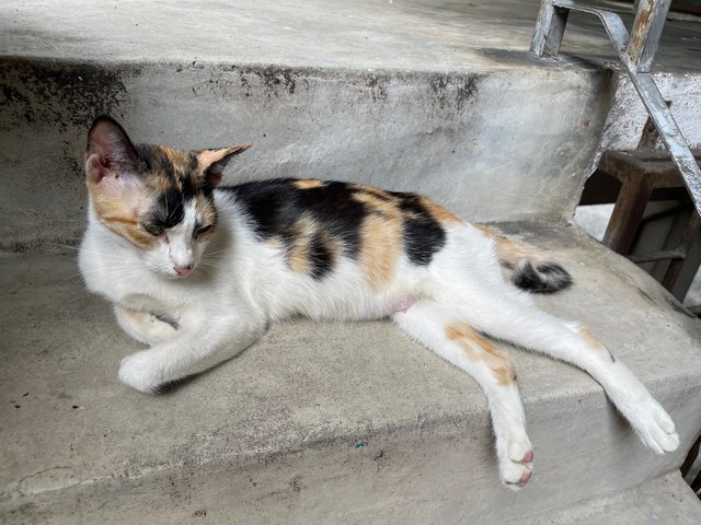 Petite Calico Mom - Calico + Domestic Short Hair Cat