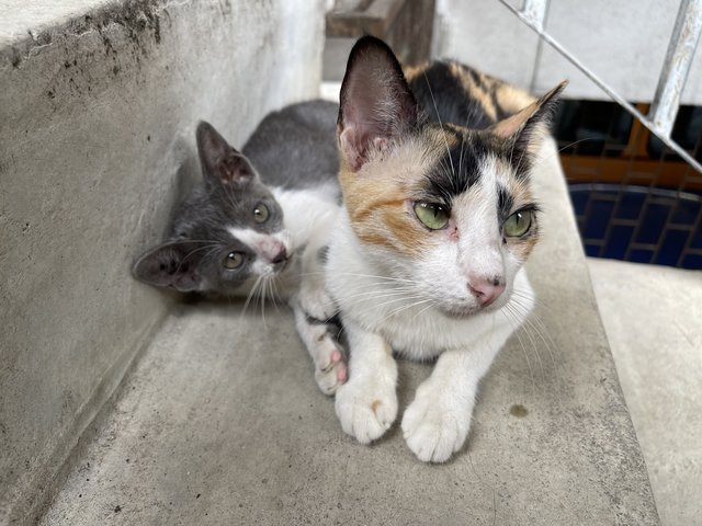 Petite Calico Mom - Calico + Domestic Short Hair Cat