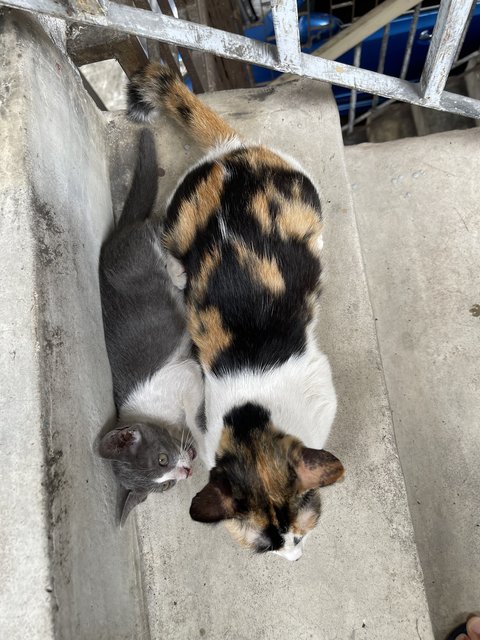 Petite Calico Mom - Calico + Domestic Short Hair Cat