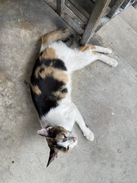 Petite Calico Mom - Calico + Domestic Short Hair Cat