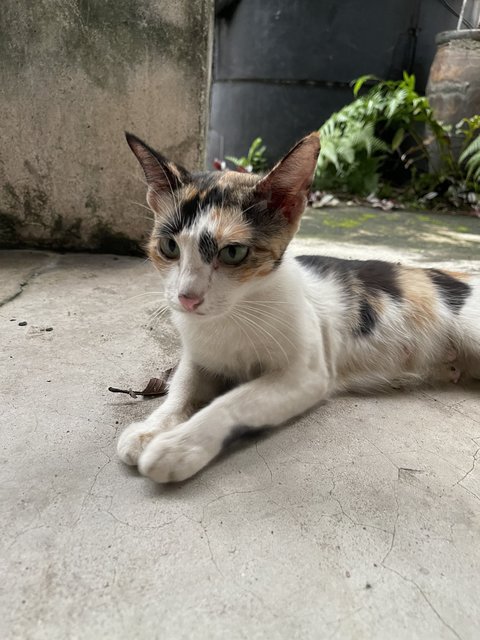 Petite Calico Mom - Calico + Domestic Short Hair Cat