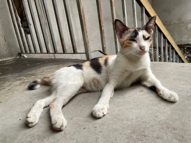 Petite Calico Mom - Calico + Domestic Short Hair Cat