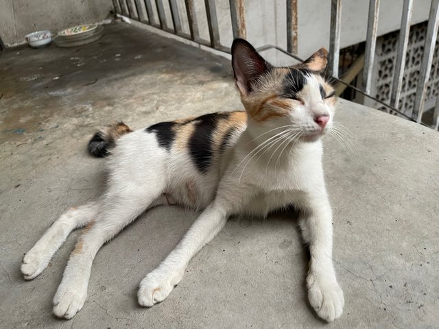 Petite Calico Mom - Calico + Domestic Short Hair Cat