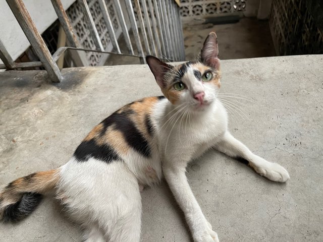 Petite Calico Mom - Calico + Domestic Short Hair Cat