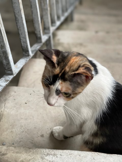 Petite Calico Mom - Calico + Domestic Short Hair Cat