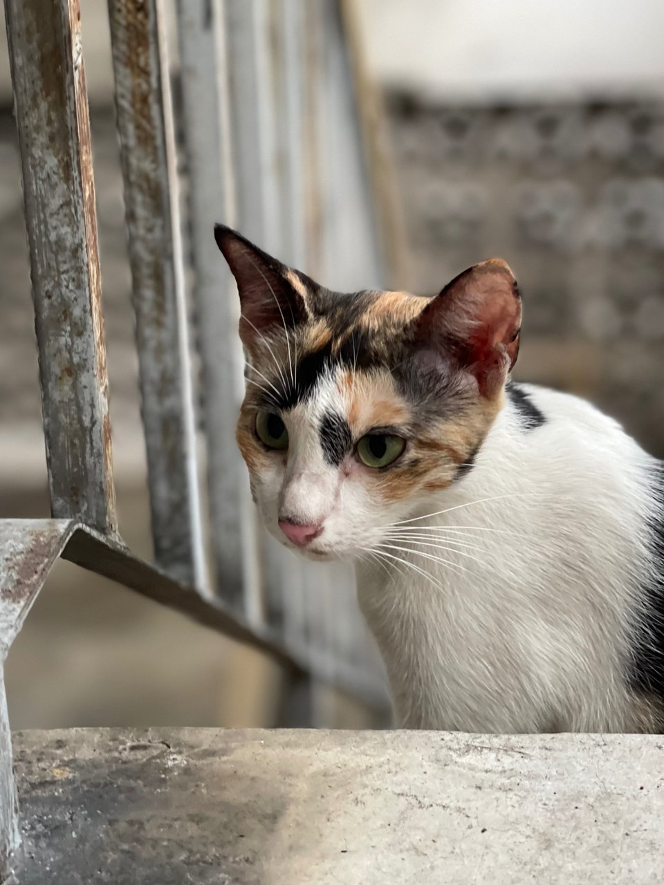 Petite Calico Mom - Calico + Domestic Short Hair Cat