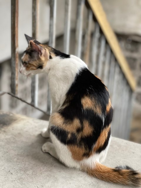 Petite Calico Mom - Calico + Domestic Short Hair Cat