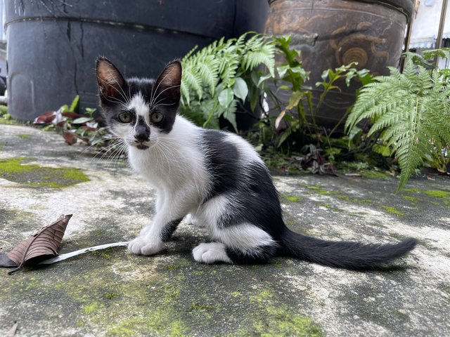 Tuxy - Domestic Short Hair + Tuxedo Cat