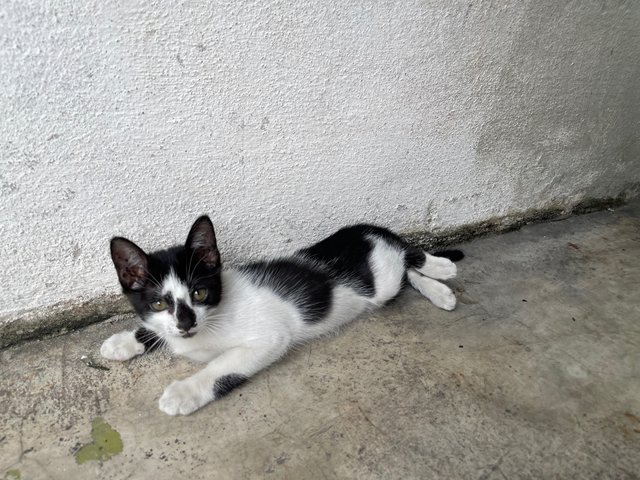 Tuxy - Domestic Short Hair + Tuxedo Cat