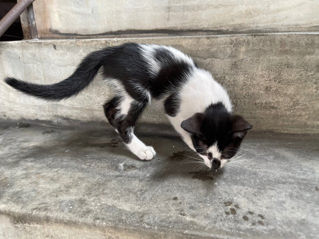 Tuxy - Domestic Short Hair + Tuxedo Cat