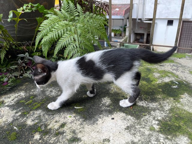 Tuxy - Domestic Short Hair + Tuxedo Cat