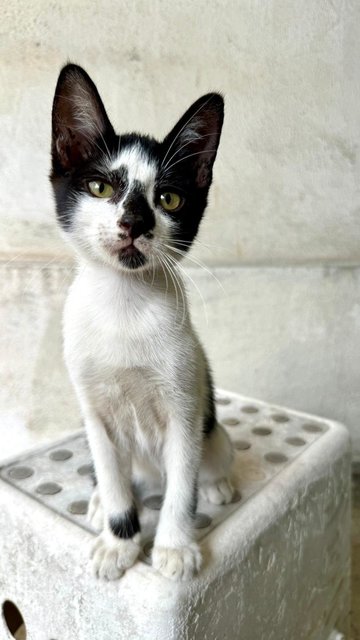 Tuxy - Domestic Short Hair + Tuxedo Cat