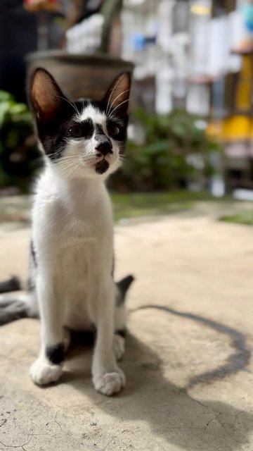 Tuxy - Domestic Short Hair + Tuxedo Cat