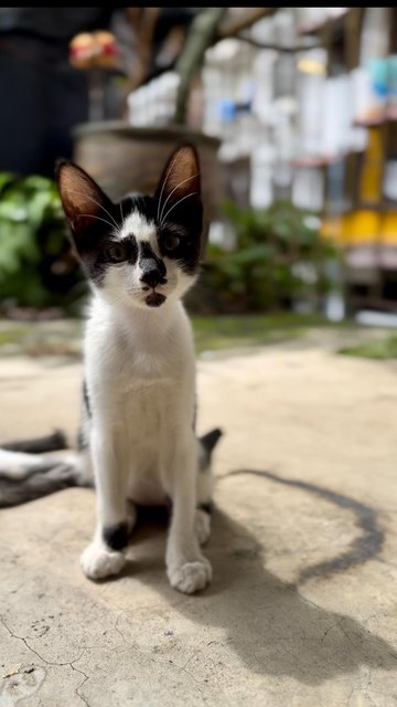 Tuxy - Domestic Short Hair + Tuxedo Cat