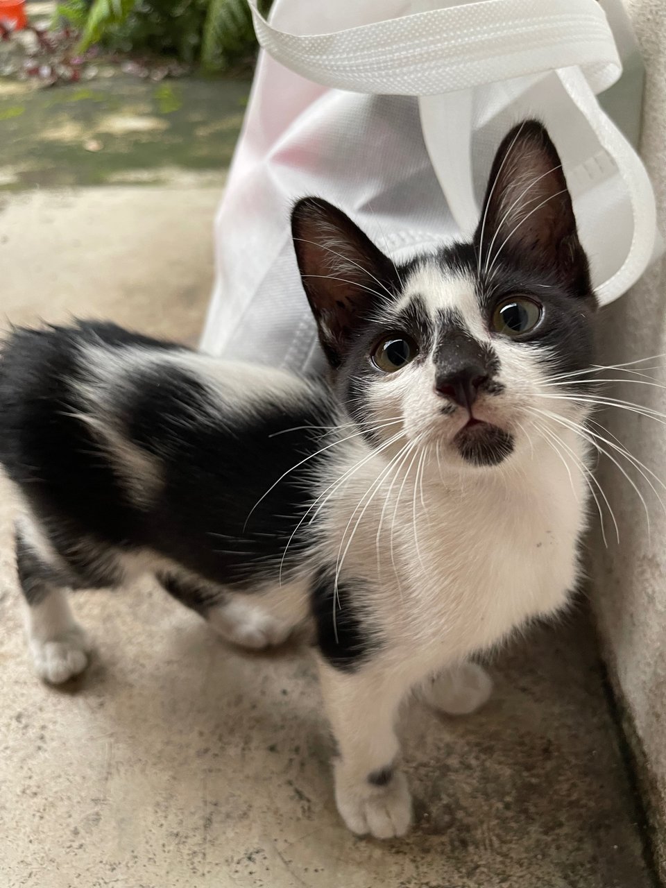 Tuxy - Domestic Short Hair + Tuxedo Cat