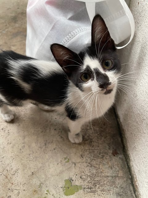 Tuxy - Domestic Short Hair + Tuxedo Cat