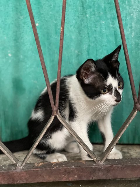 Tuxy - Domestic Short Hair + Tuxedo Cat