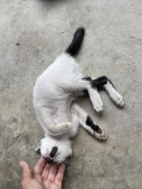 Rorschach  - Domestic Short Hair + Tuxedo Cat