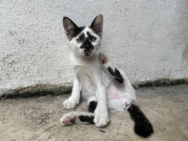 Rorschach  - Domestic Short Hair + Tuxedo Cat