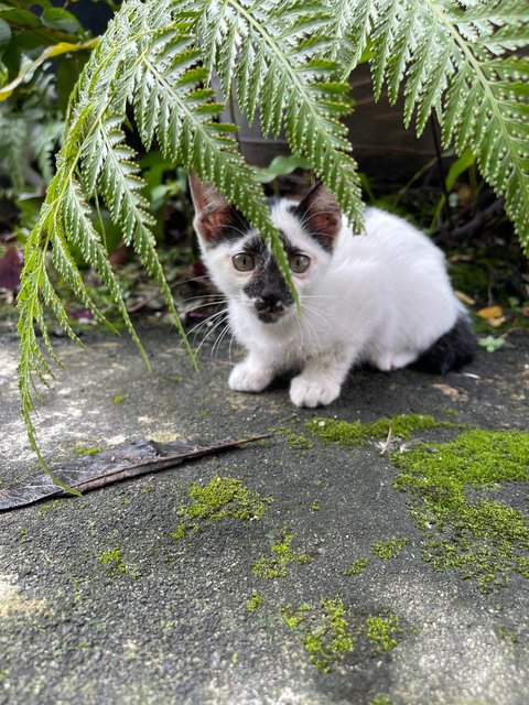 Rorschach  - Domestic Short Hair + Tuxedo Cat