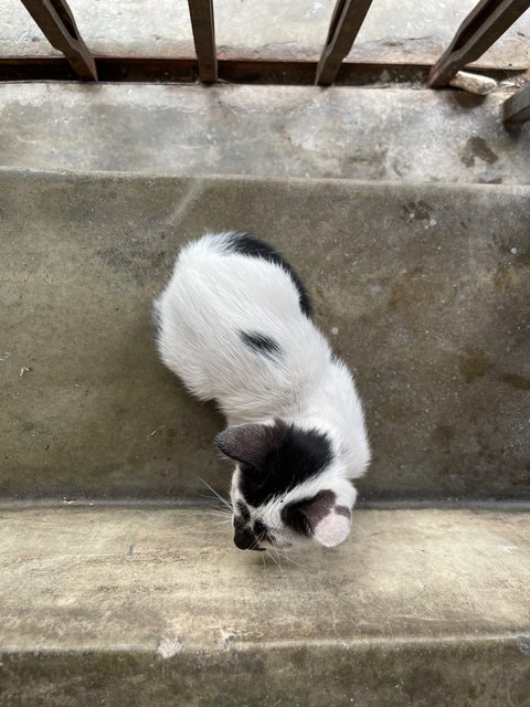 Rorschach  - Domestic Short Hair + Tuxedo Cat