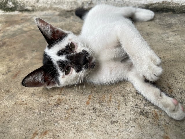 Rorschach  - Domestic Short Hair + Tuxedo Cat