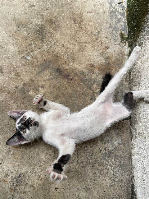 Rorschach  - Domestic Short Hair + Tuxedo Cat